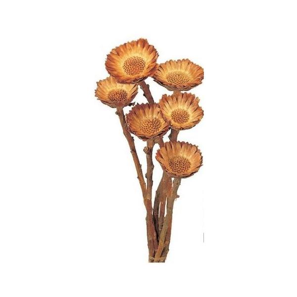 コンパクター Ｎ 40240-000約25ｃｍL　6本＊自然の生花や植物を原料としています。＊表示について《検索ワード》プリザーブドフラワー　ドライフラワー　花材　資材　大地農園かざい　卸　問屋　ハーバリウム　フラワーアレンジアロマワックス...