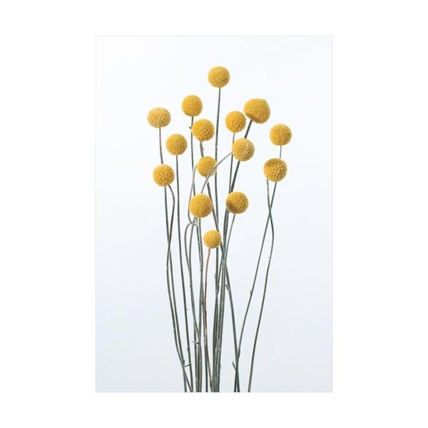 ビリーボタン・サイズミックス Ｎ 40292-0001束約10-15g約50ｃｍL商品特性上実が落ちたり割れがあります。＊自然の生花や植物を原料としています。サイズ、色、形などは同一ではありません。＊表示について《検索ワード》プリザーブドフ...