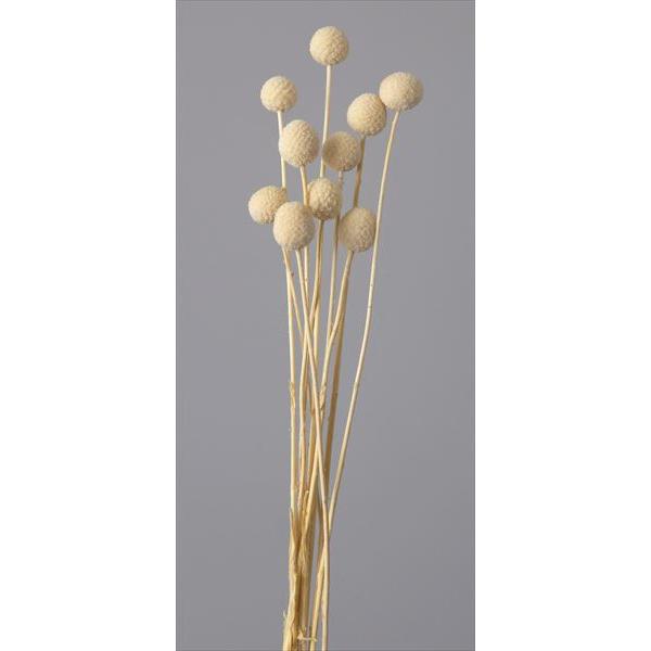 ビリーボタン オフホワイト 40295-0111束約10-15g約50ｃｍL商品特性上実が落ちたり割れがあります。＊自然の生花や植物を原料としています。サイズ、色、形などは同一ではありません。＊表示について《検索ワード》プリザーブドフラワー...