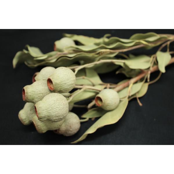 ベルガム・葉付 Ｎ 40450-000【ドライフラワー花材】約30-40ｃｍL　1束（約2本）＊商品特性上、実や葉落ち、折れがございます。＊自然の生花や植物を原料としています。＊表示について《検索ワード》プリザーブドフラワー　ドライフラワー...