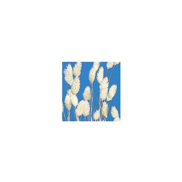 ポアプランツ 白 42020-011１束約15-19g約40-50cm防虫加工＊自然の生花や植物を原料としています。サイズ、色、形などは同一ではありません。＊表示について《検索ワード》プリザーブドフラワー　ドライフラワー　花材　資材　大地農...