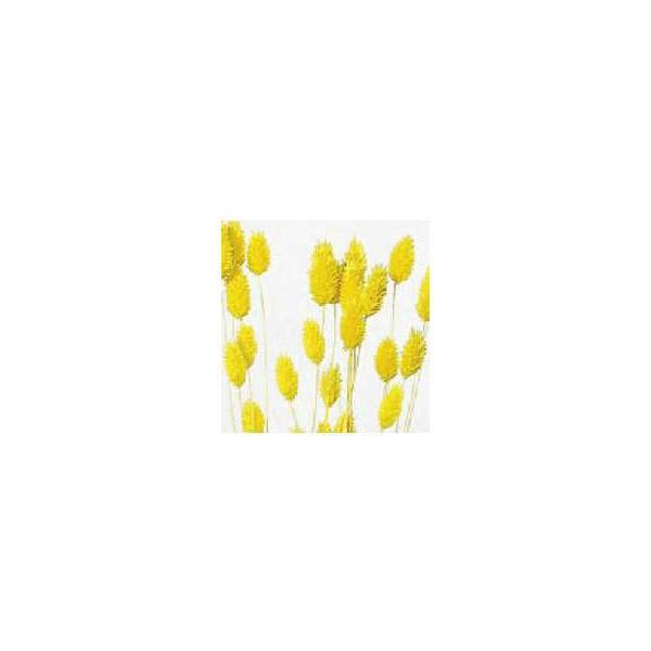ポアプランツ パステルイエロー 42020-501１束約15-19g約40-50cm防虫加工＊自然の生花や植物を原料としています。サイズ、色、形などは同一ではありません。＊表示について《検索ワード》プリザーブドフラワー　ドライフラワー　花材...