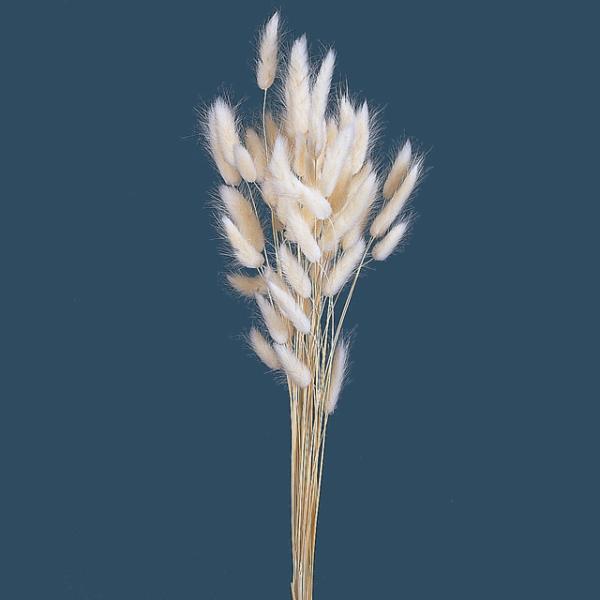 ラグラス 白 42050-011１束約20g約50cm＊自然の生花や植物を原料としています。サイズ、色、形などは同一ではありません。＊表示について《検索ワード》プリザーブドフラワー　ドライフラワー　花材　資材　大地農園かざい　卸　問屋　ハー...
