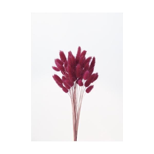 ラグラス ワインレッド 42050-470１束約15g約40-50cm防虫加工＊自然の生花や植物を原料としています。サイズ、色、形などは同一ではありません。＊表示について《検索ワード》プリザーブドフラワー　ドライフラワー　花材　資材　大地農...