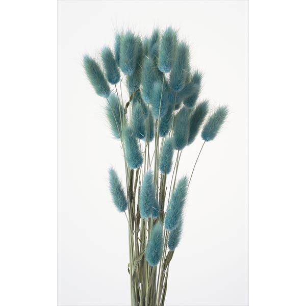 ラグラス ターコイズ 42050-630１束約15g約40-50cm防虫加工＊自然の生花や植物を原料としています。サイズ、色、形などは同一ではありません。＊表示について《検索ワード》プリザーブドフラワー　ドライフラワー　花材　資材　大地農園...