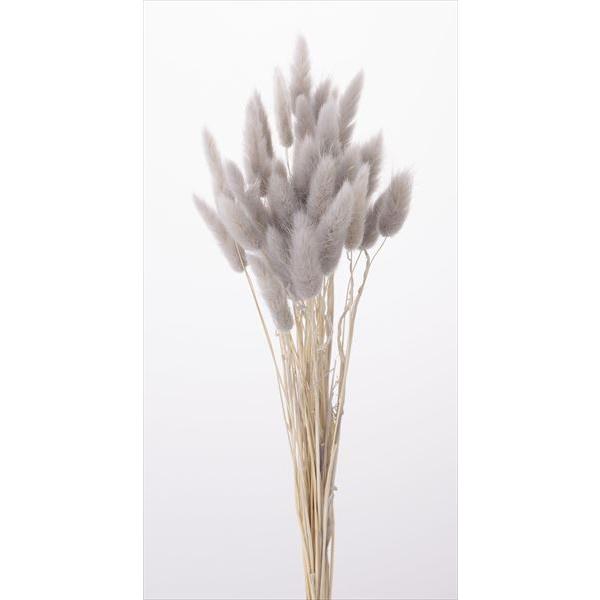 ラグラス パールグレー 42050-871１束約15g約40-50cm防虫加工＊自然の生花や植物を原料としています。サイズ、色、形などは同一ではありません。＊表示について《検索ワード》プリザーブドフラワー　ドライフラワー　花材　資材　大地農...