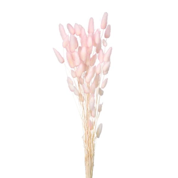 ラグラス・ツートン ホワイトピンク 42055-102１束約15g約40-50cm防虫加工＊自然の生花や植物を原料としています。サイズ、色、形などは同一ではありません。＊表示について《検索ワード》プリザーブドフラワー　ドライフラワー　花材　...