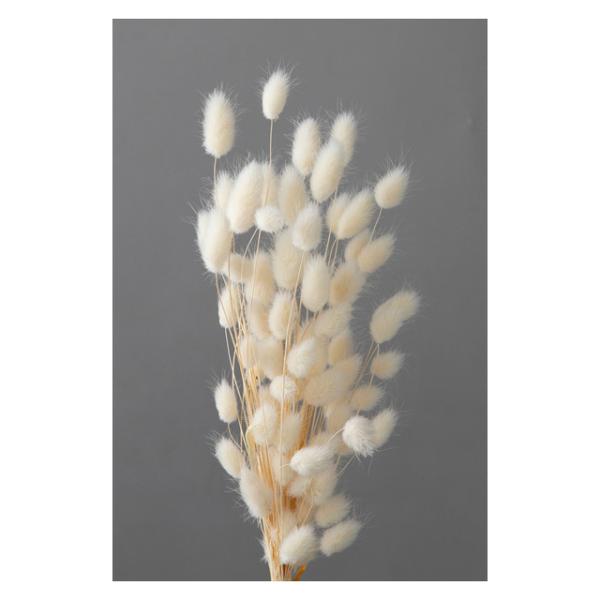 ハニーテール 白 42060-011【プリザーブドフラワー・プリザーブド　花材】１束約10g約100本約25-30Ｌcm＊自然の生花や植物を原料としています。サイズ、色、形などは同一ではありません。＊表示について【この商品はお取寄せになりま...