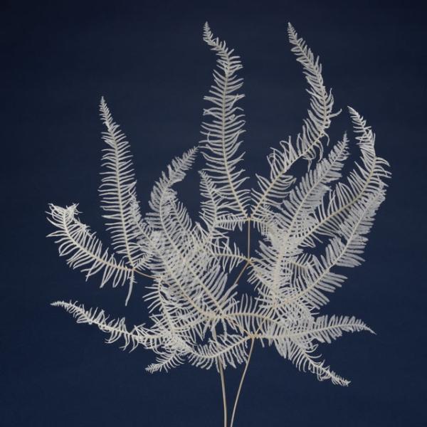 山シダ 白 50290-011【プリザーブドフラワー・プリザーブド・ドライフラワー　花材】１束 （20枚）約30-45cmL＊自然の生花や植物を原料としています。サイズ、色、形などは同一ではありません。＊表示について《検索ワード》プリザーブ...