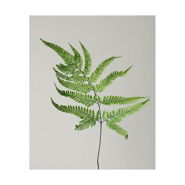 ヒメワラビ・プリザーブド グリーン 50335-700【プリザーブドフラワー・プリザーブド　花材】約40-50cmL/1束（5枚）＊自然の生花や植物を原料としています。＊表示について《検索ワード》プリザーブドフラワー　ドライフラワー　花材　...