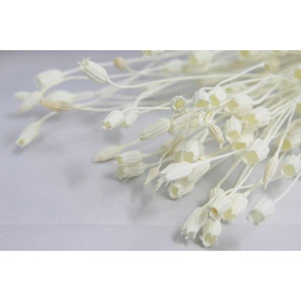 フローレンティナ 白 50510-011１束（約30g）　約50cmL。サイズ、色、形などは同一＊表示について《検索ワード》プリザーブドフラワー　ドライフラワー　花材　資材　大地農園かざい　卸　問屋　ハーバリウム　フラワーアレンジアロマワッ...