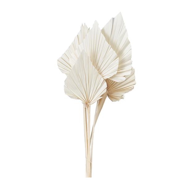 パームスペード オフホワイト 54060-011約40-50ｃｍ　葉サイズ約10-14Wx約12-18Hcm1束（5枚）＊植物の特性上、生産ロットにより濃淡があります。＊原材料産地により多少の形状と長さが異なる場合があります。＊自然の生花や...