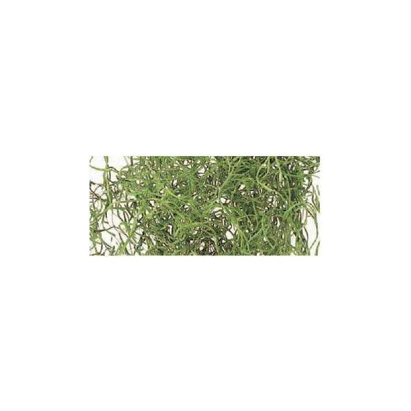 スパニッシュモス　小袋 グリーン 61061-700【プリザーブドフラワー・プリザーブド　花材】１袋（約50g）＊自然の生花や植物を原料としています。サイズ、色、形などは同一ではありません。＊表示について《検索ワード》プリザーブドフラワー　...