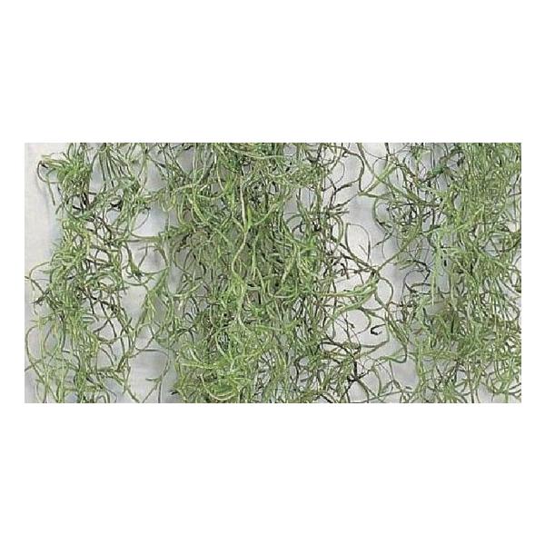 スパニッシュモス・ソフト・小袋 グリーン 61061-707【プリザーブドフラワー・プリザーブド　花材】１袋約50g＊自然の生花や植物を原料としています。サイズ、色、形などは同一ではありません。＊表示について《検索ワード》プリザーブドフラワ...