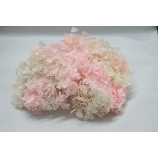 TOKA】アナベルパルフェ・ピンクフロート : 花材問屋Blossom - 通販 ソフトあじさいアナベル パルフェソーダフロートTOKA