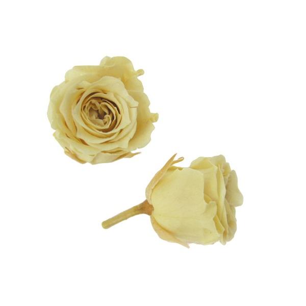 プリザーブドフラワー・ ソフトイエロー・ピッコラブロッサム・ FL041-15   【プリザーブドフラワー・プリザーブド　花材】18輪入り直径2-3cm高さ1.8-2.5cm＊自然の生花や植物を原料としています。サイズ、色、形などは同一では...