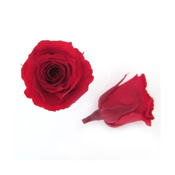 プリザーブドフラワー・ チェリーレッド・ベイビー・ FL050-05   【プリザーブドフラワー・プリザーブド　花材】12輪入り直径2.5-3.5cm高さ2.6-3.2cm＊自然の生花や植物を原料としています。サイズ、色、形などは同一ではあ...