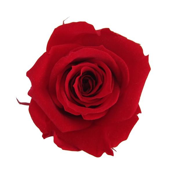 プリザーブドフラワー・ チェリーレッド・スプレーローズ FL070-05   【プリザーブドフラワー・プリザーブド　花材】1箱8輪入り花径約3.5-4.5ｃｍ　花丈約3-4ｃｍ＊自然の生花や植物を原料としています。サイズ、色、形などは同一で...