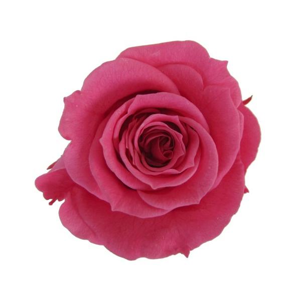 プリザーブドフラワー・ ホットピンク・スプレーローズ FL070-08   【プリザーブドフラワー・プリザーブド　花材】1箱8輪入り花径約3.5-4.5ｃｍ　花丈約3-4ｃｍ＊自然の生花や植物を原料としています。サイズ、色、形などは同一では...