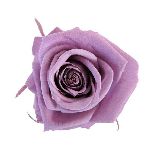 プリザーブドフラワー・ ラベンダー・スプレーローズ FL070-14   【プリザーブドフラワー・プリザーブド　花材】1箱8輪入り花径約3.5-4.5ｃｍ　花丈約3-4ｃｍ＊自然の生花や植物を原料としています。サイズ、色、形などは同一ではあ...