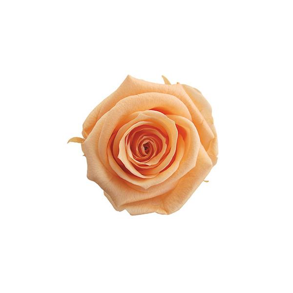 プリザーブドフラワー・ シャーベットオレンジ・スプレーローズ FL070-16   【プリザーブドフラワー・プリザーブド　花材】1箱8輪入り花径約3.5-4.5ｃｍ　花丈約3-4ｃｍ＊自然の生花や植物を原料としています。サイズ、色、形などは...