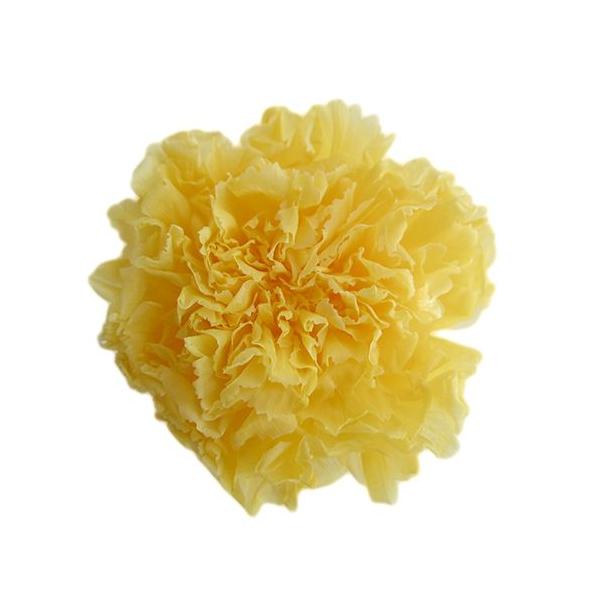 プリザーブドフラワー・ イエロー・STDカーネーション・ FL1100-02   【プリザーブドフラワー・プリザーブド　花材】6輪入り直径4.0-4.5cm高さ3.1-3.5cm＊自然の生花や植物を原料としています。サイズ、色、形などは同一...
