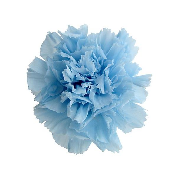 プリザーブドフラワー・ パウダーブルー・STDカーネーション・ FL1100-13   【プリザーブドフラワー・プリザーブド　花材】6輪入り直径約5cm＊自然の生花や植物を原料としています。サイズ、色、形などは同一ではありません。＊表示につ...