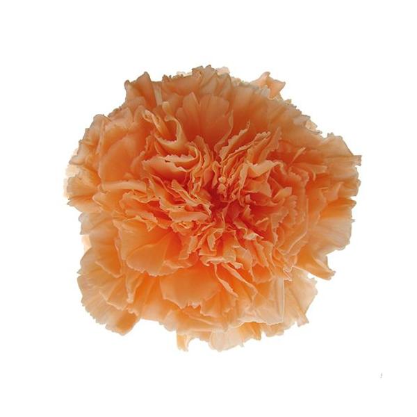 プリザーブドフラワー・ シャーベットオレンジ・STDカーネーション・ FL1100-16   【プリザーブドフラワー・プリザーブド　花材】6輪入り直径約5cm＊自然の生花や植物を原料としています。サイズ、色、形などは同一ではありません。＊表...