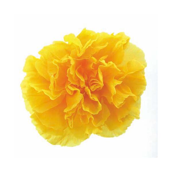 プリザーブドフラワー・ ゴールデンイエロー・STDカーネーション・ FL1100-17   【プリザーブドフラワー・プリザーブド　花材】6輪入り直径約5cm＊自然の生花や植物を原料としています。サイズ、色、形などは同一ではありません。＊表示...