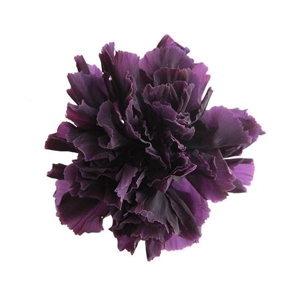プリザーブドフラワー・ バイオレット・STDカーネーション・ FL1100-18   【プリザーブドフラワー・プリザーブド　花材】6輪入り直径約5cm＊自然の生花や植物を原料としています。サイズ、色、形などは同一ではありません。＊表示につい...