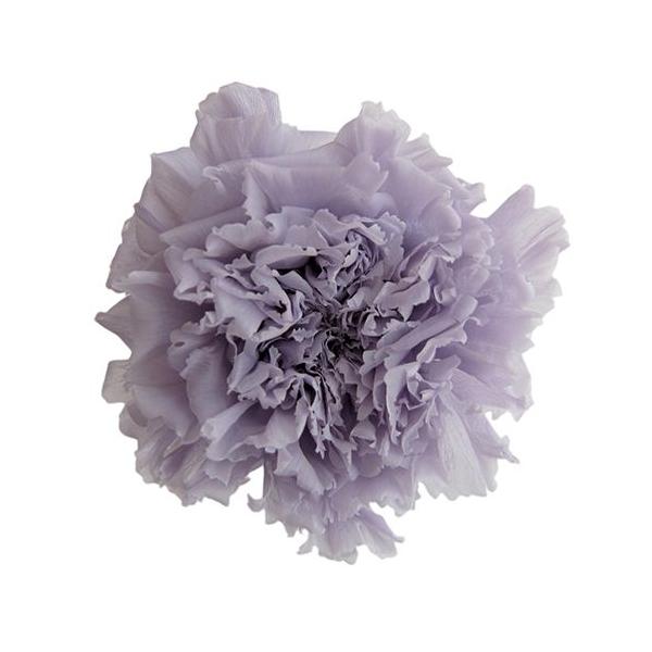 プリザーブドフラワー・ ソフトライラック・STDカーネーション・ FL1100-43   【プリザーブドフラワー・プリザーブド　花材】6輪入り直径約5cm＊自然の生花や植物を原料としています。サイズ、色、形などは同一ではありません。＊表示に...