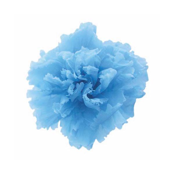 プリザーブドフラワー・ パウダーブルー・ミニカーネーション・ FL1200-13   【プリザーブドフラワー・プリザーブド　花材】12輪入り直径約3cm＊自然の生花や植物を原料としています。サイズ、色、形などは同一ではありません。＊表示につ...