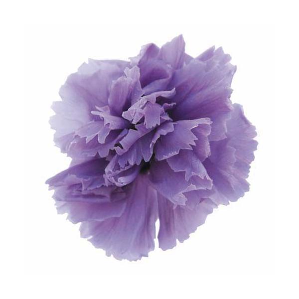 プリザーブドフラワー・ ラベンダー・ミニカーネーション・ FL1200-14   【プリザーブドフラワー・プリザーブド　花材】12輪入り直径約3cm＊自然の生花や植物を原料としています。サイズ、色、形などは同一ではありません。＊表示について...