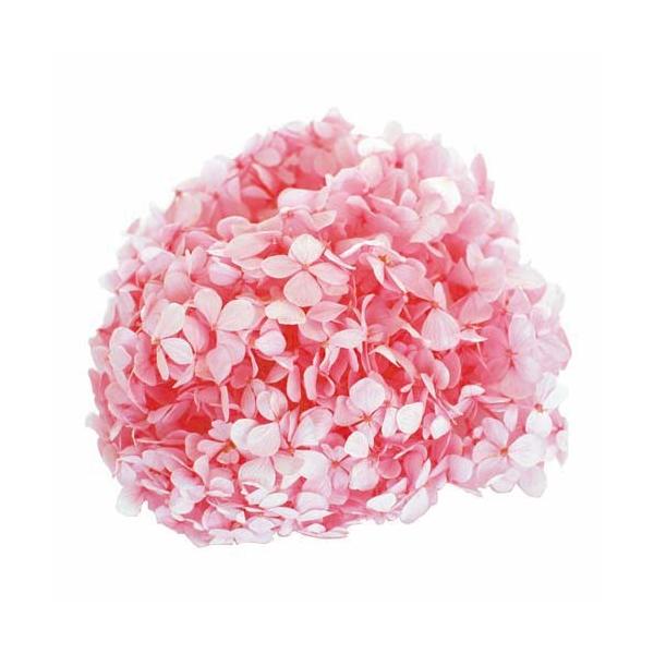 vU[uht[E xCr[sNEAfXAWTC