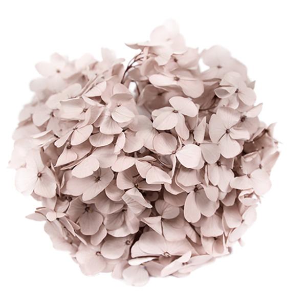 プリザーブドフラワー・ ヘーゼルナッツ・アンデスアジサイ FL291-44   【プリザーブドフラワー・プリザーブド　花材】1箱（約20ｇ）＊商品毎に花びらの大きさが異なります。＊自然の生花や植物を原料としています。サイズ、色、形などは同一...