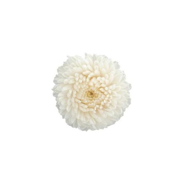 プリザーブドフラワー・ パールホワイト　フレッシュルックピンポンマム・ FL410-01   【プリザーブドフラワー・プリザーブド　花材】8輪入り直径約2.5-3cm 花丈3.3-4.5cm商品によって花びらの開き具合が異なります。＊自然の...