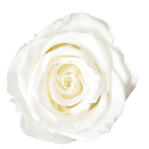 【プリザーブドフラワー・プリザーブド　花材】8輪入り直径3.5-4cm高さ2.5-3cm＊自然の生花や植物を原料としています。サイズ、色、形などは同一ではありません。＊表示について《検索ワード》プリザーブドフラワー　ドライフラワー　花材　資...