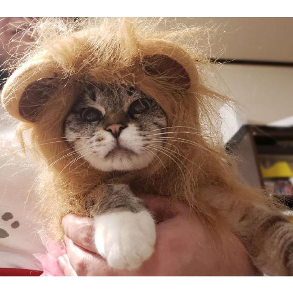 ペット用 コスプレ ライオン かぶり物 帽子 愛猫用 愛犬用 ライオンのかぶり物 たてがみ コスプレグッズ ペット用品 ネコ用品 イヌ用品 ねこちゃん Buyee Buyee Japanischer Proxy Service Kaufen Sie Aus Japan