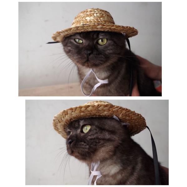 ペット用品 猫ハット 帽子 麦わら帽子 かぶりもの ネコ コスプレ Cat イヌ 犬 紫外線対策 ねこ おもちゃ 玩具 雑貨 グッズ 個性的 可愛い Buyee Buyee Japanese Proxy Service Buy From Japan Bot Online