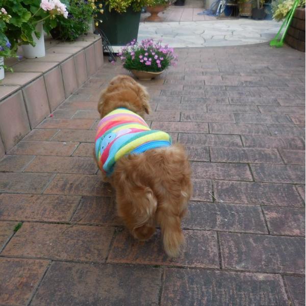 ドッグウエア 犬服 ペット服 ペットウエア 犬 愛犬 ペット ペット用品 タンクトップ 袖なし フリース ボーダー ドット柄 水玉 カラフル ワッペン Buyee Buyee Japanese Proxy Service Buy From Japan Bot Online