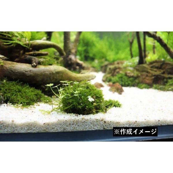 モスボール 水草 コケ Diy 熱帯魚 エビ シュリンプ メダカ 金魚 水槽レイアウト アクアリウムグッズ 水槽用品 レイアウト用品 装飾 ペット用品 Buyee Buyee 日本の通販商品 オークションの代理入札 代理購入