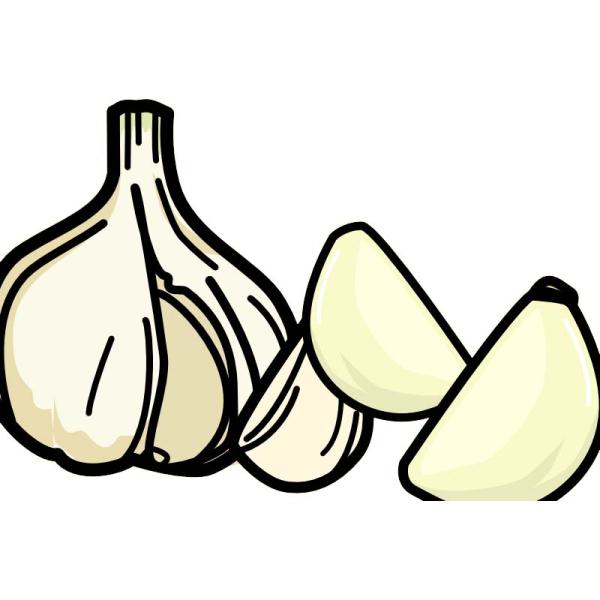 5片 栽培用 無臭にんにく ギガランキングｊｐ