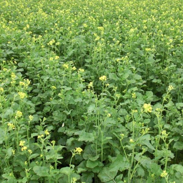 超特価激安 種 3kg カラシナ 辛神 からじん 緑肥 薫蒸作物 生種子 雪印種苗 米s 日本全国送料無料 Farmerscentre Com Ng