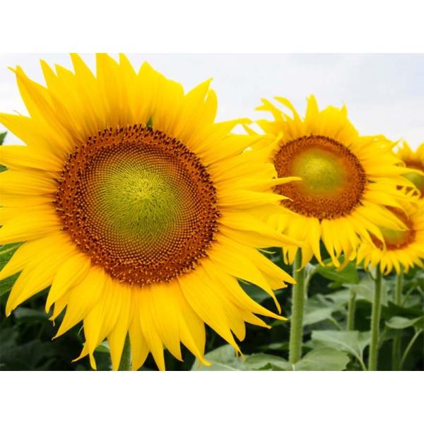 きれいな黄色い花で環境美化と土づくり!!特製・効果・従来の景観用ヒマワリに比べ開花が早く、草丈も低い品種です。・花は目線の高さで、揃いが良く、大輪で見映え良好です。播種量：生種子：条播：1.0〜1.5kg/10a、散播：1.5〜2.0kg/...