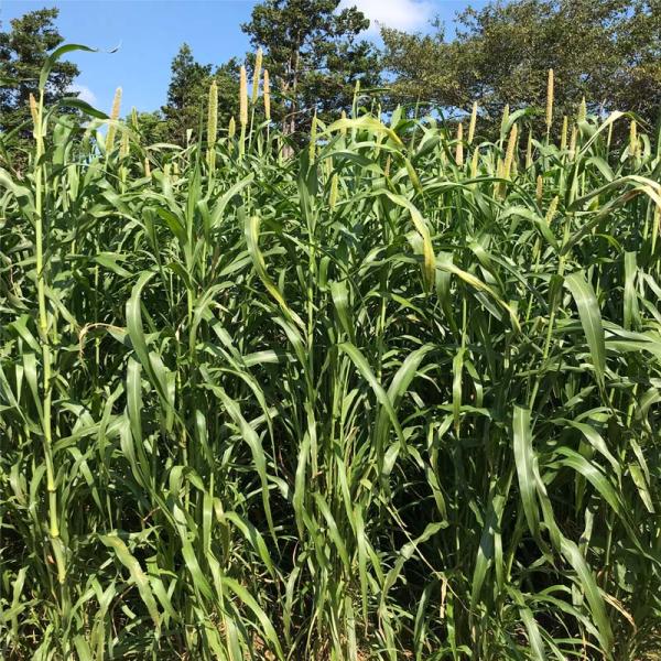 ・土壌を選ばず良く生育し、酸性・粘土質土壌などにも適応します。※耐湿性は中程度です。・短期で高収量を得ることができます。粗タンパクが高く、青刈り・サイレージ利用に適します。・アブラムシが付きにくく、青刈り利用時の不快感（汚れ）が軽減できます...