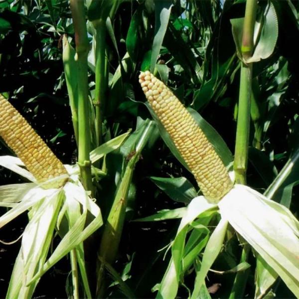 RM95北海道優良品種商品対応地域：北海道特性・特徴・実入りが良くTDN収量が多収。・耐倒伏性に優れる。・黒穂病に強い。使用時期　道東・道北【播種期】5月中旬〜5月下旬　道央・道南【播種期】5月上旬〜5月中旬最適植栽本数：8,000本/10...