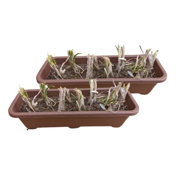 苗 九条 ネギ 球根の人気商品 通販 価格比較 価格 Com