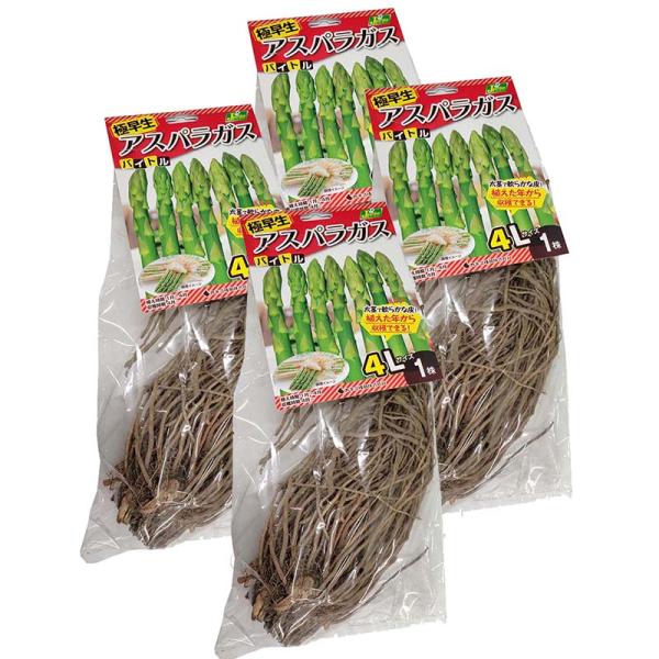 生育旺盛な極早生種です。濃緑で茎が太く頭部のしまりもよい品種。耐寒性と耐病性に強く家庭菜園で作りやすい。作り方 植え込み前に堆肥、化成肥料等を与えてよく耕します。 複数株を植える場合は、株間40〜50cm位の間隔に定植します。 日当たりと耕...