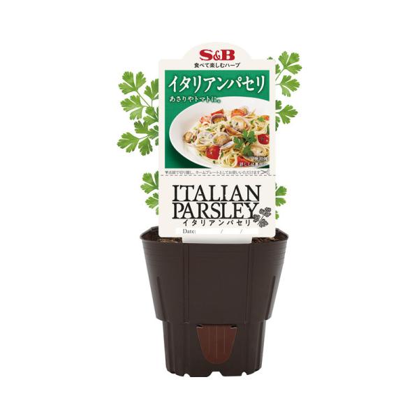 4ポット イタリアンパセリ ポット苗 S&B エスビー食品 ITALIAN 4ポット イタリアンパセリ ポット苗 S&B エスビー食品 ITALIAN