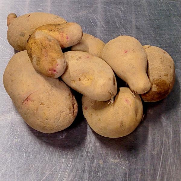 栽培用の種芋です。入荷時の重量になります。容量：1kgサイズ：混玉サイズ個数：約8〜12個/kg※画像は1kg分です。